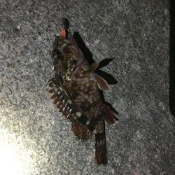 ヒイカはどこ？