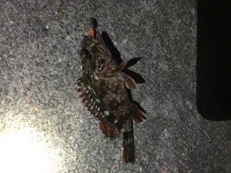 ヒイカはどこ？