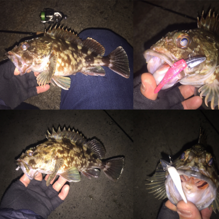 根魚ハントin湾奥