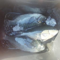 チヌが釣れ始めました・・・