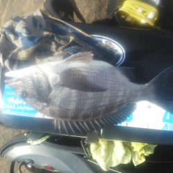 チヌ祭り始まりました・・・・