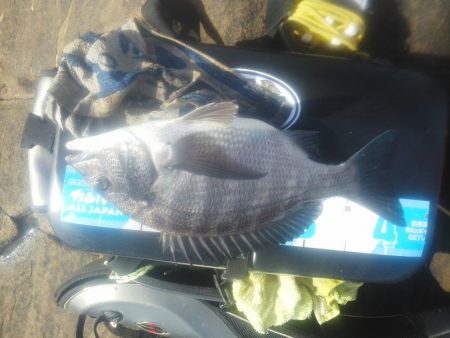 チヌ祭り始まりました・・・・