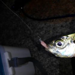 サビキからのアジング