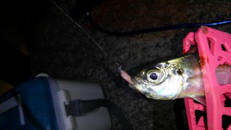 サビキからのアジング