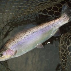 大安トラウトレイク 釣果