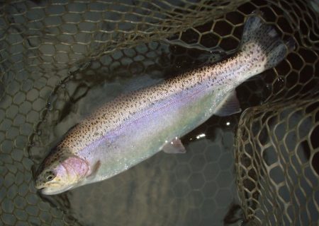 大安トラウトレイク 釣果