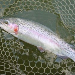 大安トラウトレイク 釣果