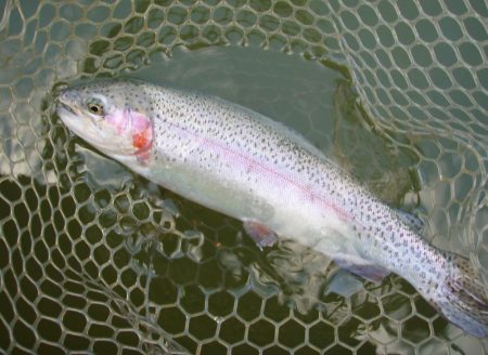 大安トラウトレイク 釣果