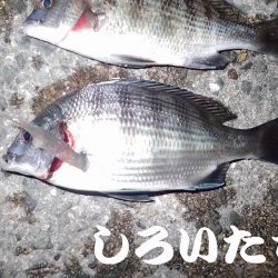 ２０１８年、初釣りは、かわいいアイツがやってきた・・・。