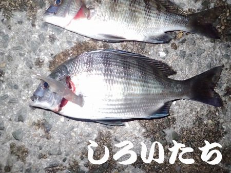 ２０１８年、初釣りは、かわいいアイツがやってきた・・・。