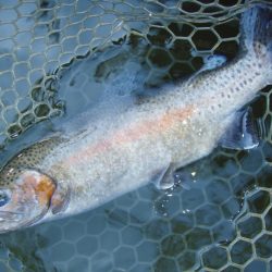 岡崎トラウトポンド釣果