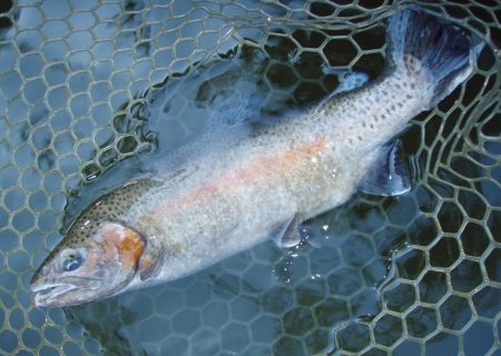 岡崎トラウトポンド釣果