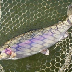 大安トラウトレイク 釣果