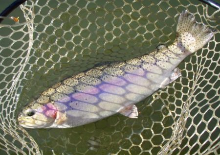 大安トラウトレイク 釣果