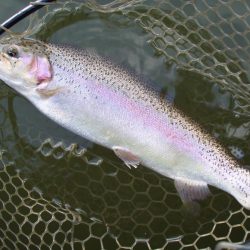 大安トラウトレイク 釣果