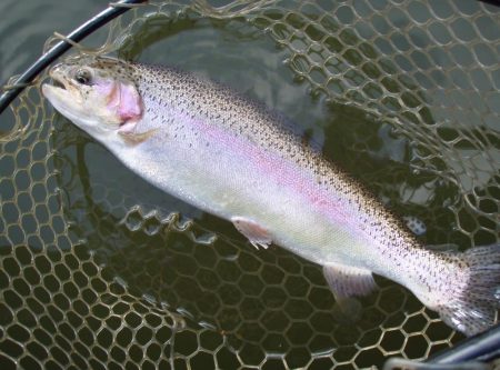 大安トラウトレイク 釣果