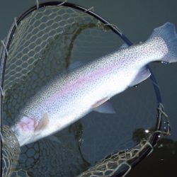 大安トラウトレイク 釣果