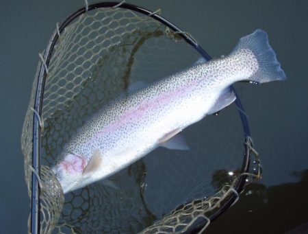 大安トラウトレイク 釣果