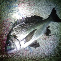 寒チヌ4枚ゲット！