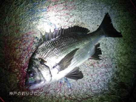 寒チヌ4枚ゲット！