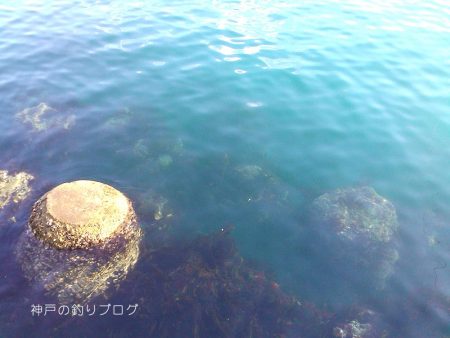 極寒のチヌ釣り