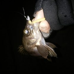 泉南へランガン～