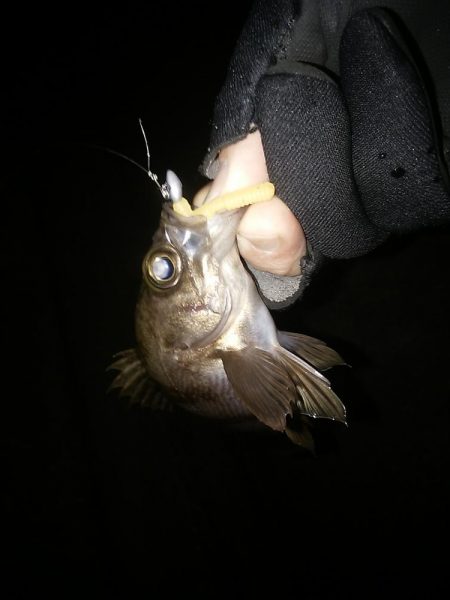 泉南へランガン～