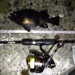 極寒メバリング