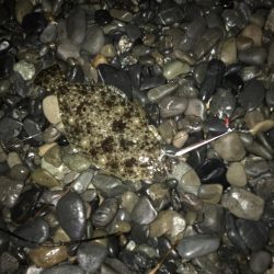 あけおめ青物とヒラメ