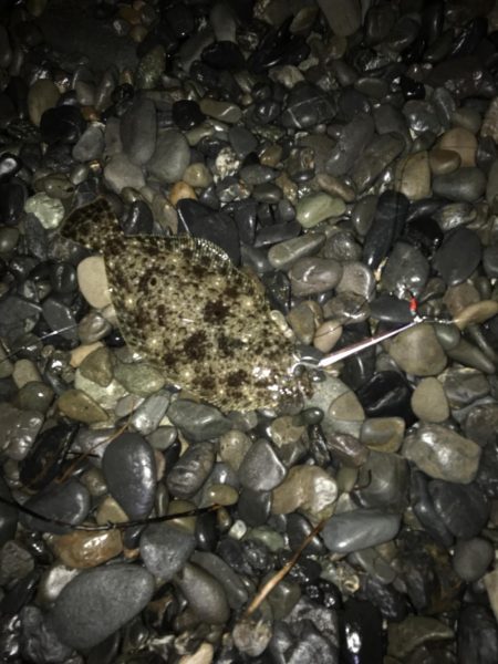 あけおめ青物とヒラメ