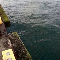 ◯やっとフィッシュオン