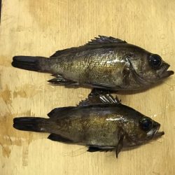 真冬パラダイス