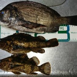 久々にお魚さんつれました。