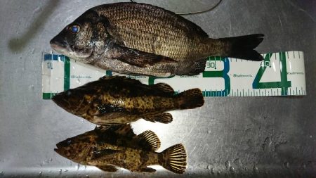 久々にお魚さんつれました。