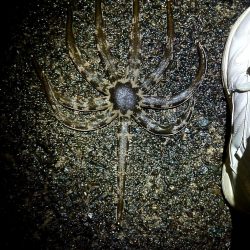 メバルが釣れない