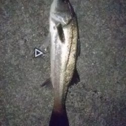 シーバスキャッチ