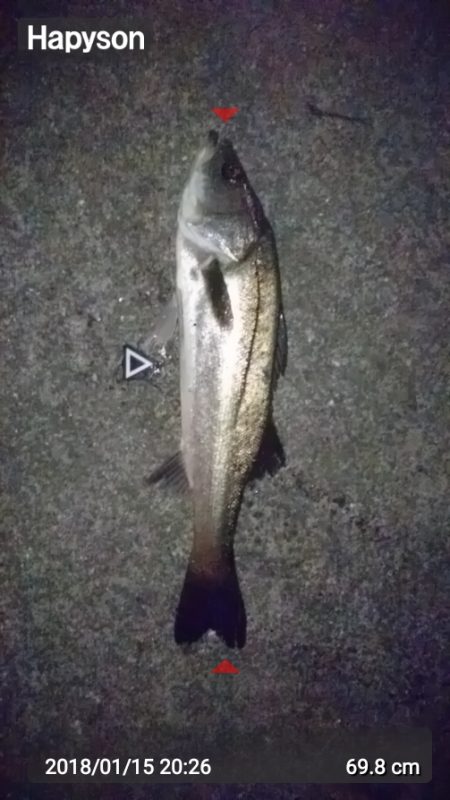 シーバスキャッチ