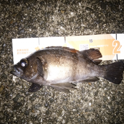 尺クラスが掛るも…