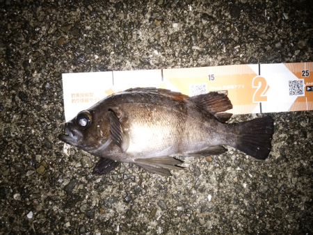 尺クラスが掛るも…