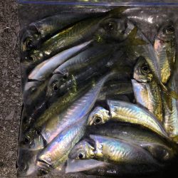 月と干潮で撃沈…からの〜