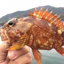 ガシングです！