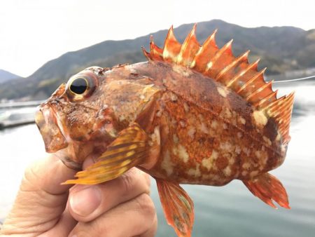 ガシングです！