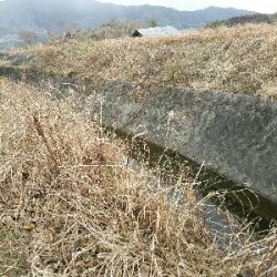 淡水小物釣り ~新年一発目はカワムツ~
