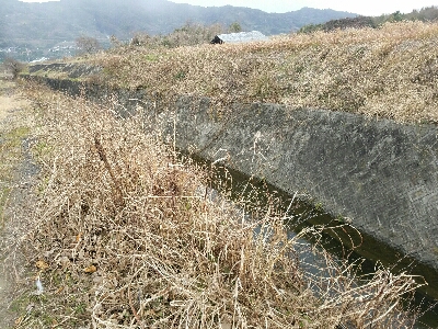 淡水小物釣り ~新年一発目はカワムツ~