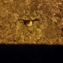 アジ釣り　～夕マズメ最強説～