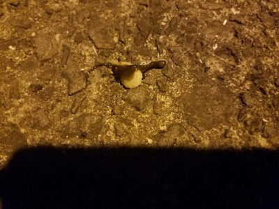 アジ釣り　～夕マズメ最強説～