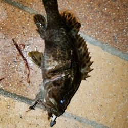 寒い中の短時間勝負！勝ちました