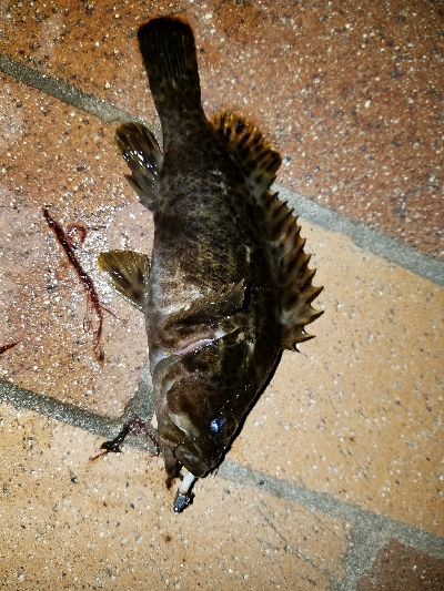 寒い中の短時間勝負！勝ちました