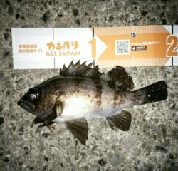 会心のメバリング