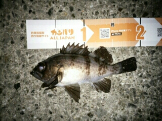 会心のメバリング